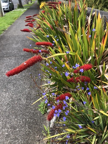 Red bottle brush type flowers accompanied by tiny purple flowers